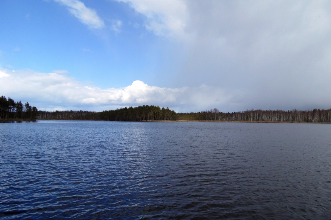 Окрестности Боровичей, image of landscape/habitat.