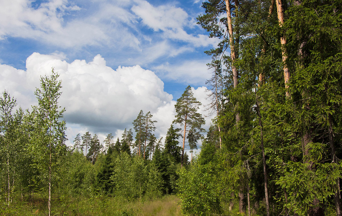 Звенигородский край, image of landscape/habitat.