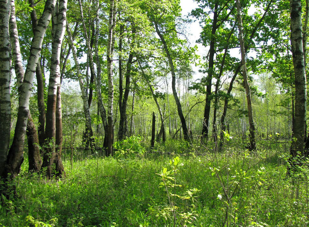 Окский заповедник, image of landscape/habitat.