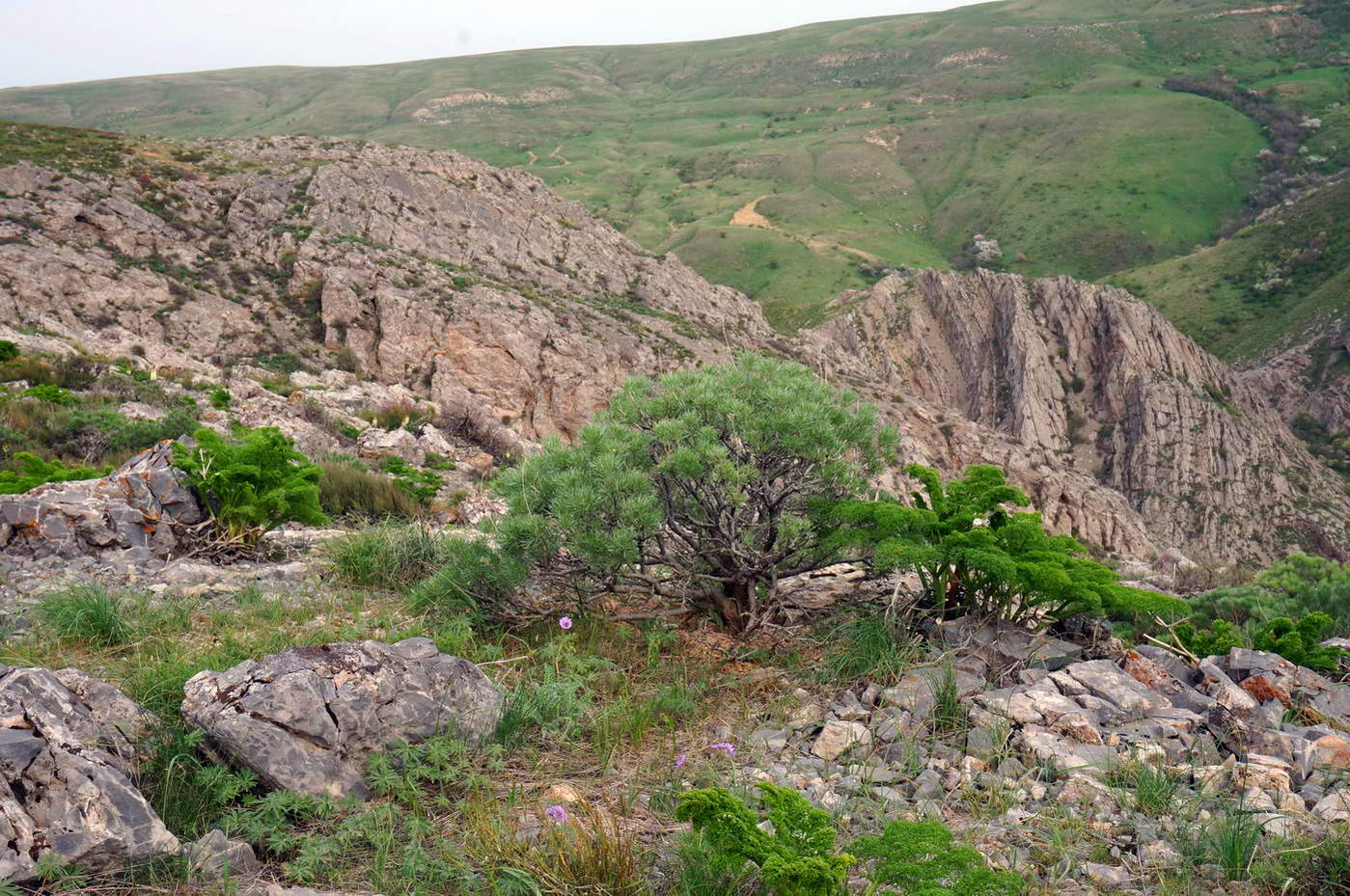 Хребет Боралдай (север), изображение ландшафта.