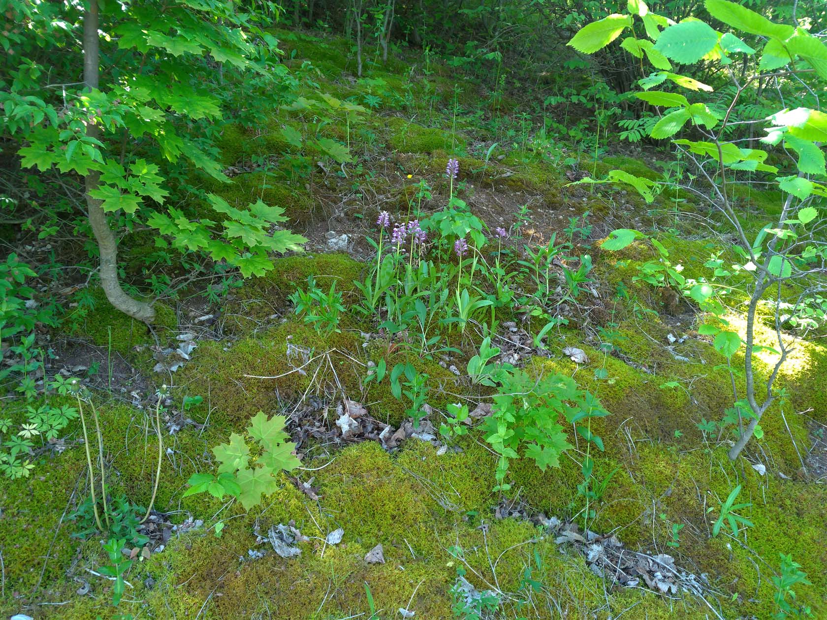 Демешкино, image of landscape/habitat.