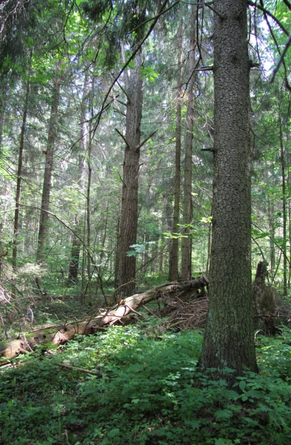 Долина р. Москва, image of landscape/habitat.