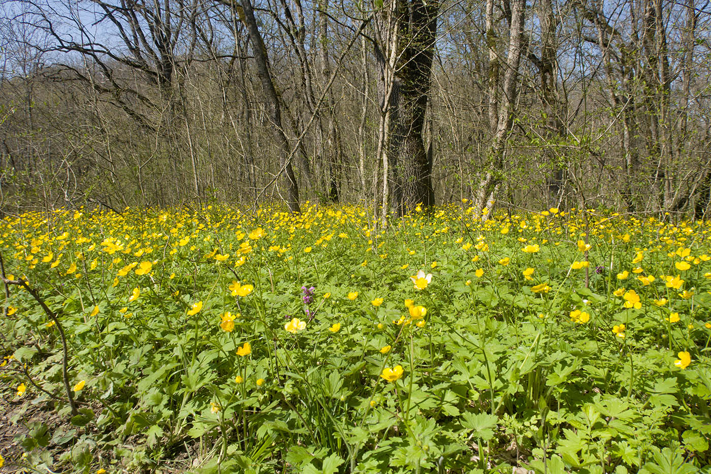 Темрючки, image of landscape/habitat.