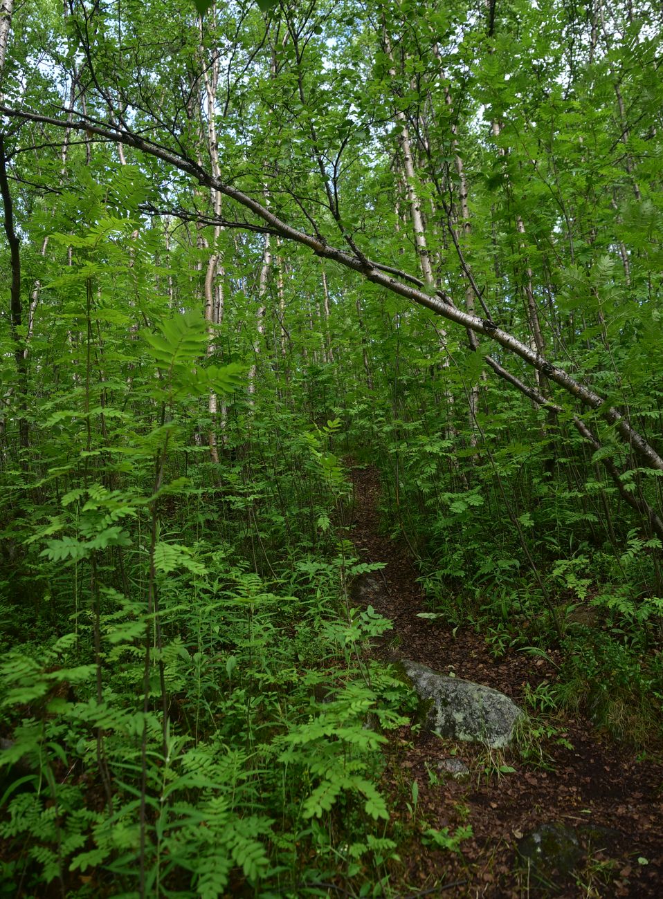 Варничная сопка, image of landscape/habitat.