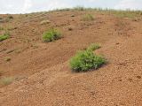 Правый берег Кальмиуса напротив Красного Октября, image of landscape/habitat.