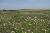 Кадамовка, image of landscape/habitat.