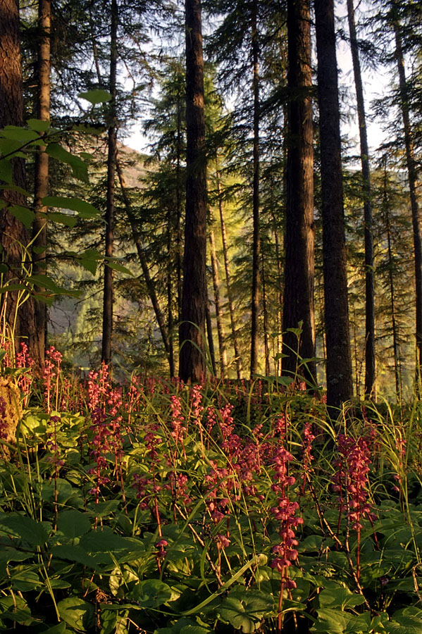 Омот-Макит, image of landscape/habitat.