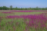 Окр. Петропавловской Борщаговки, image of landscape/habitat.