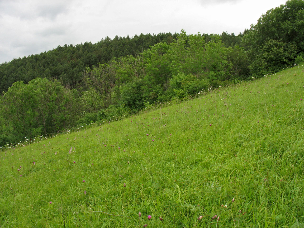 Луговая степь Западного Подолья, image of landscape/habitat.