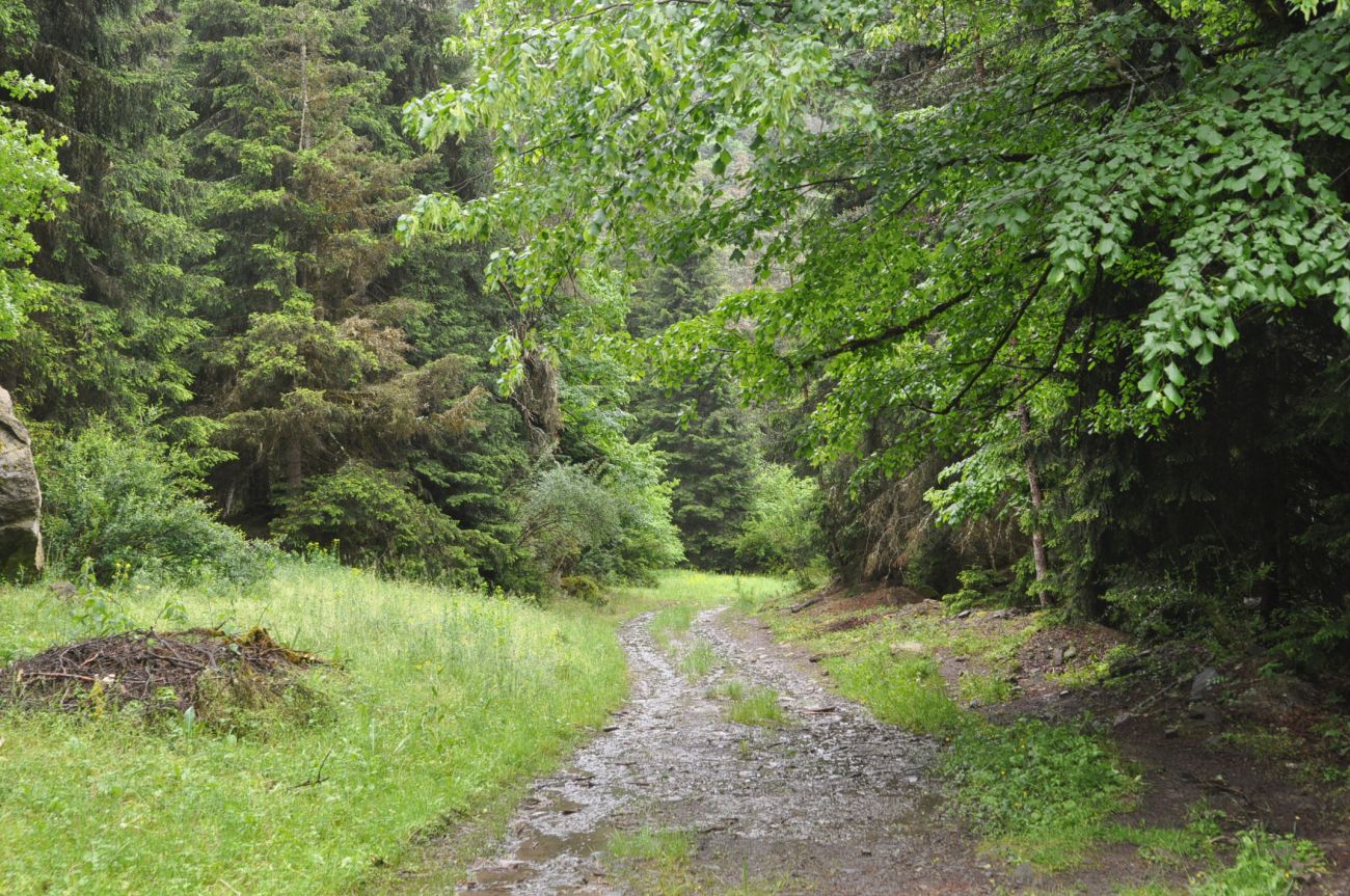 Долина ручья Квабисхеви, image of landscape/habitat.