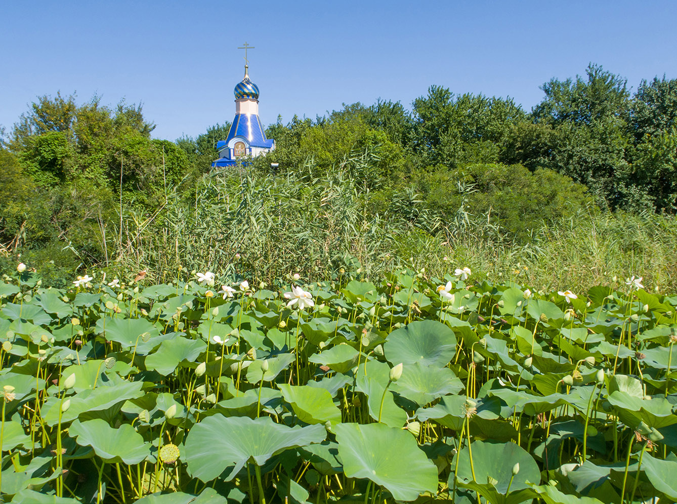 Озеро лотосов, image of landscape/habitat.