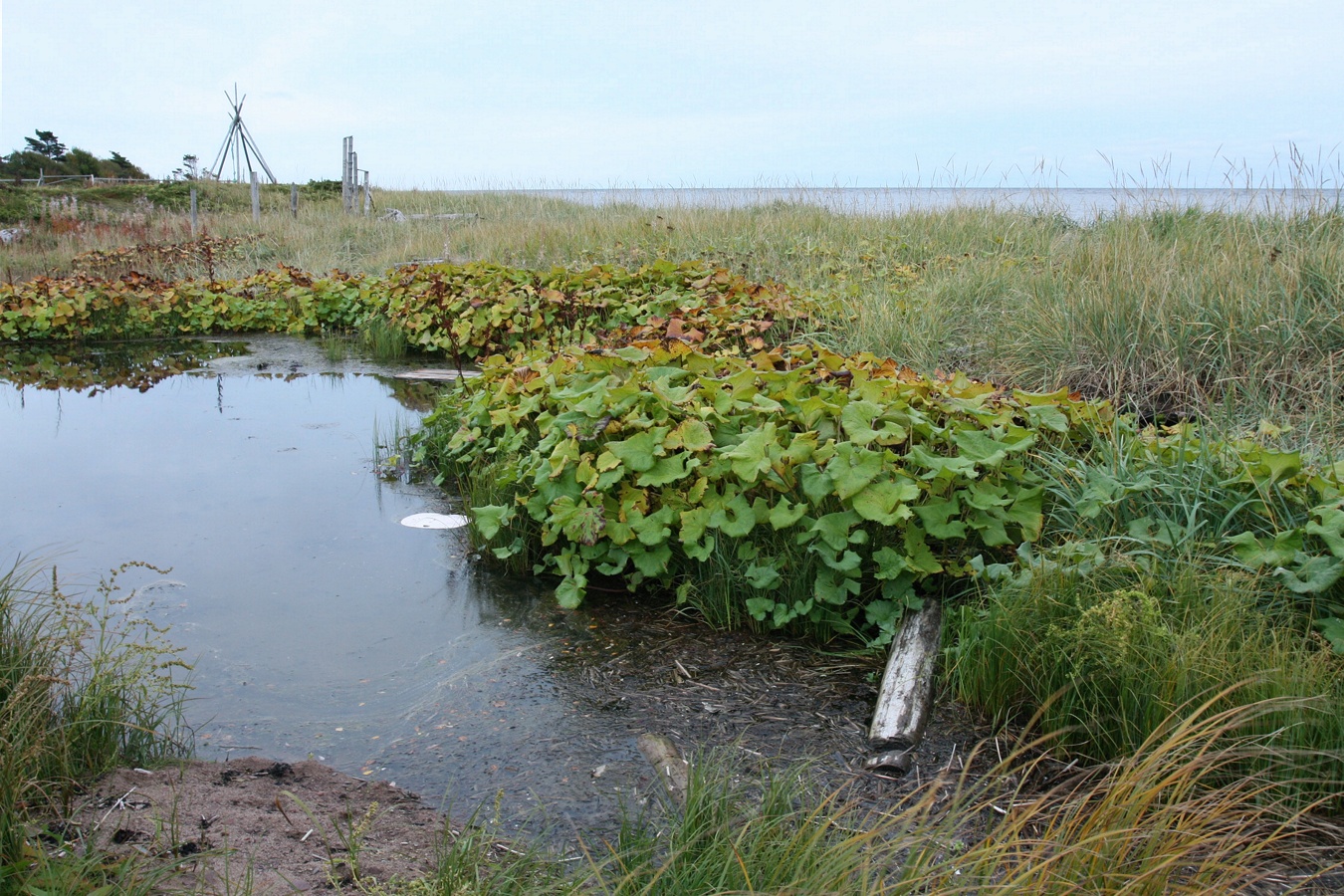 Аметистовый берег, image of landscape/habitat.