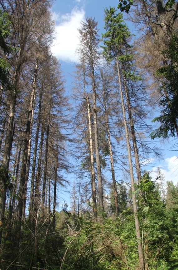 Долина р. Москва, image of landscape/habitat.