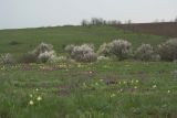 Кадамовка, image of landscape/habitat.