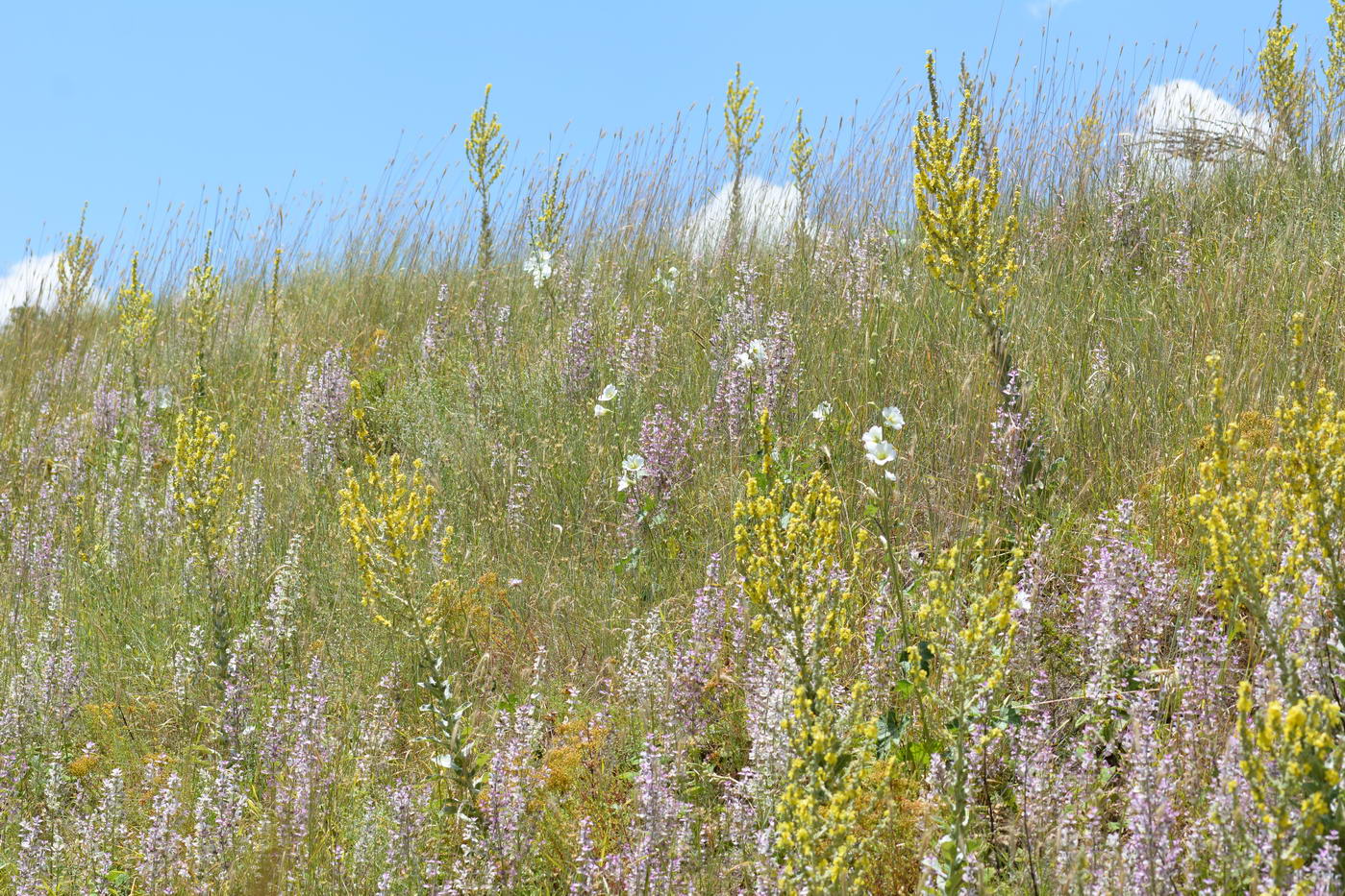 Хребет Боралдай (север), image of landscape/habitat.