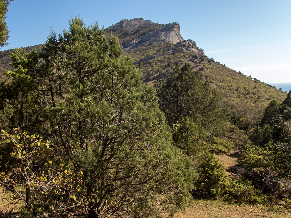 Сокол, image of landscape/habitat.