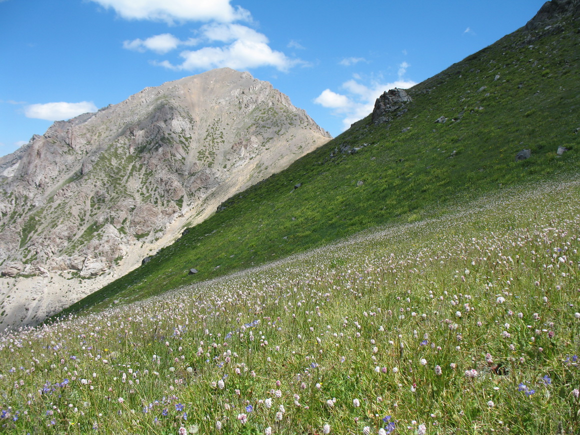 Перевал Кши-Каинды, image of landscape/habitat.