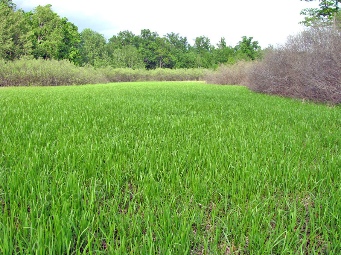 Окский заповедник, image of landscape/habitat.