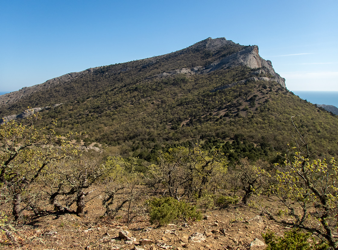 Сокол, image of landscape/habitat.