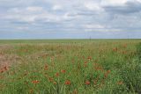 Кадамовка, image of landscape/habitat.