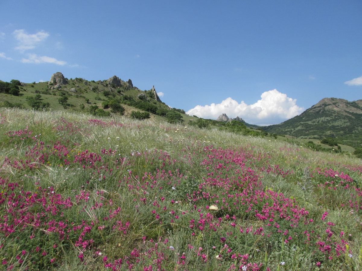 Карадаг, image of landscape/habitat.