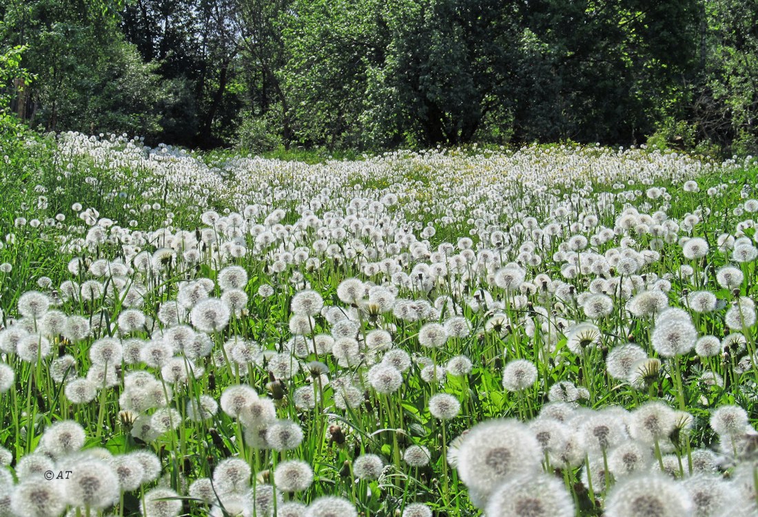 Каспля, image of landscape/habitat.