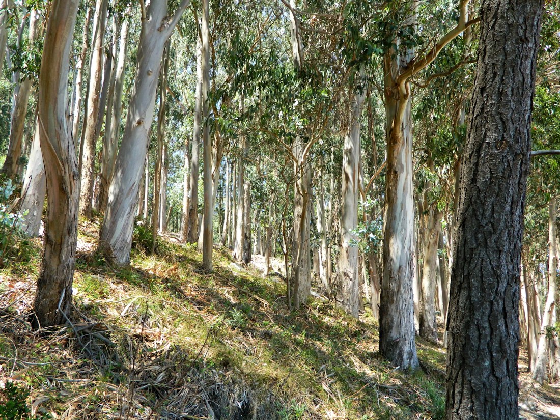 Острова Сиес, image of landscape/habitat.