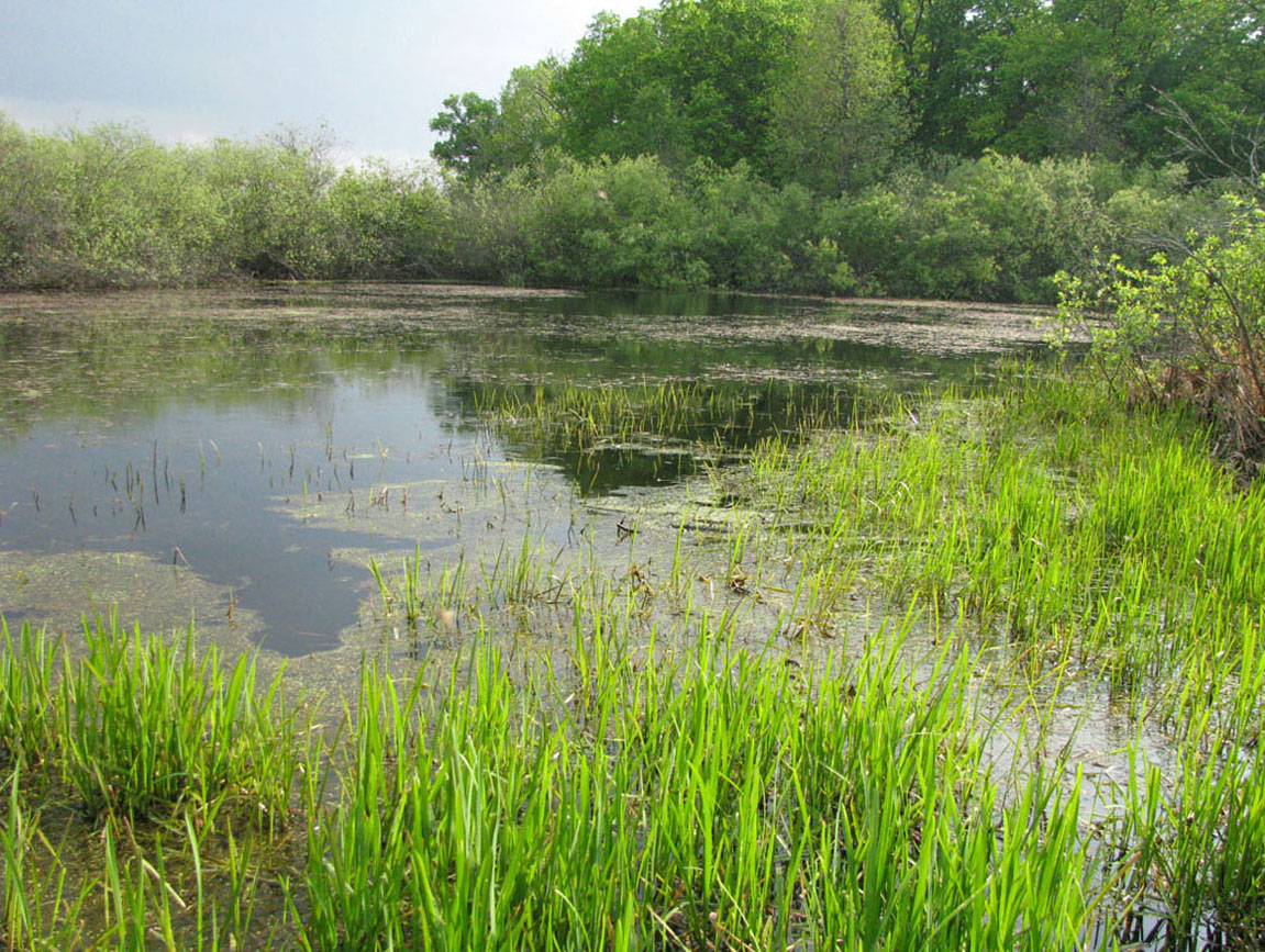 Окский заповедник, image of landscape/habitat.