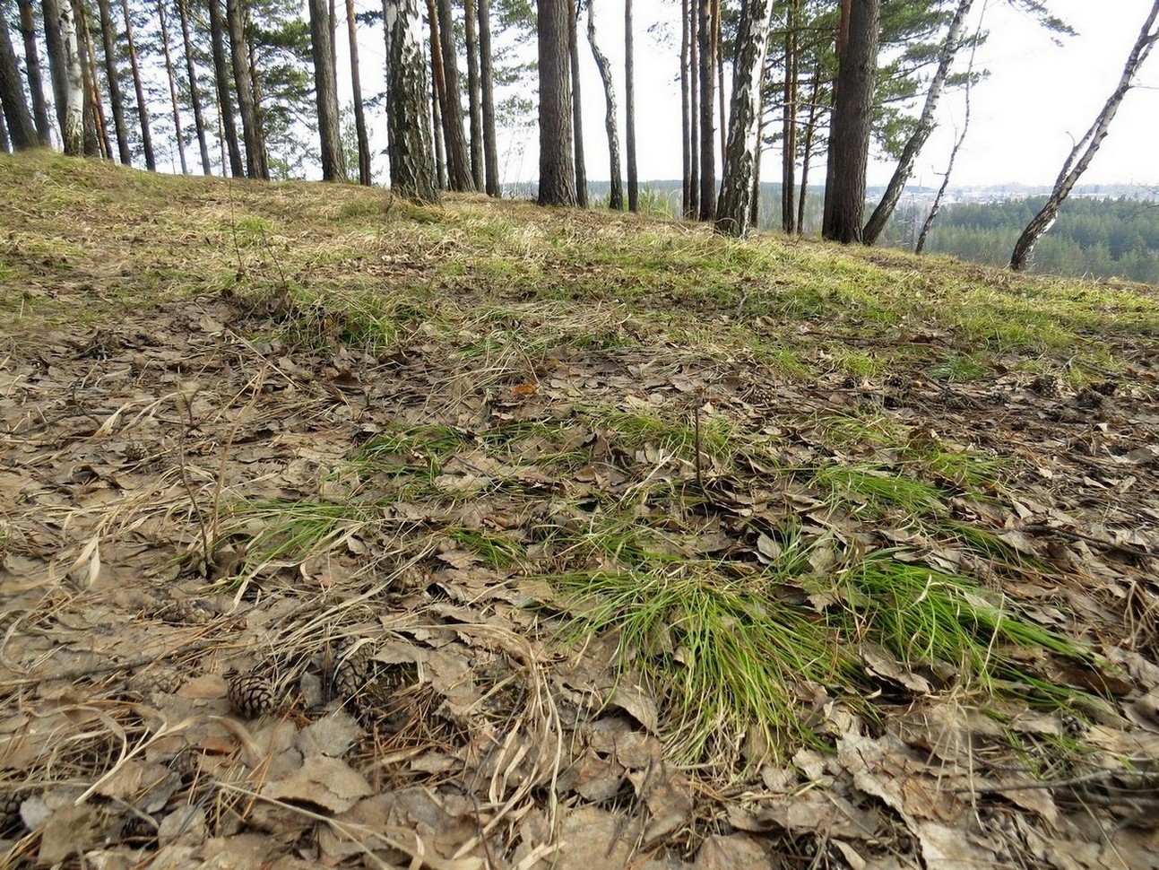 Бассейн Малой Киргизки, image of landscape/habitat.