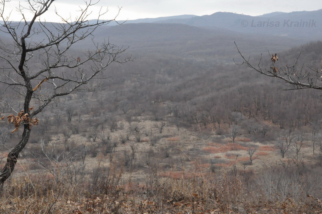 Монакино, image of landscape/habitat.