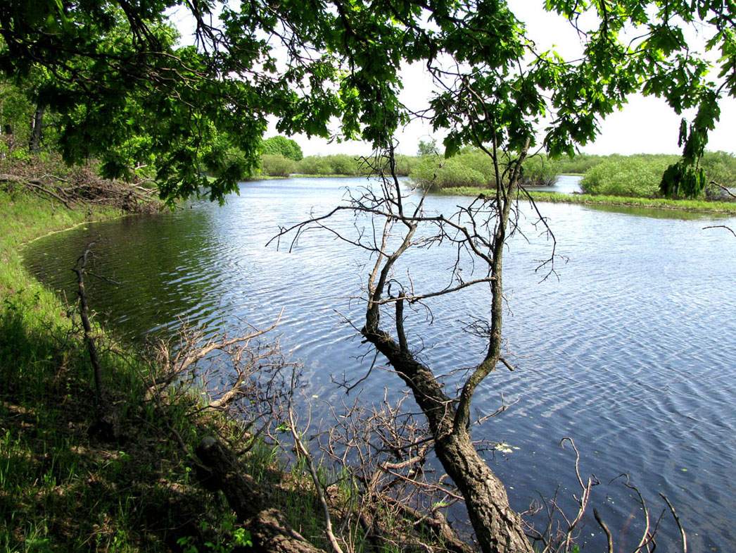 Окский заповедник, image of landscape/habitat.
