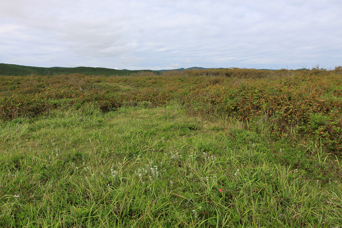 Окрестности бухты Зеркальной, image of landscape/habitat.