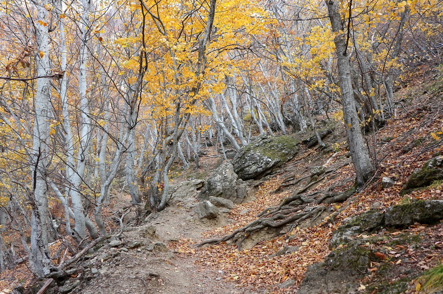 Южная Демерджи, изображение ландшафта.