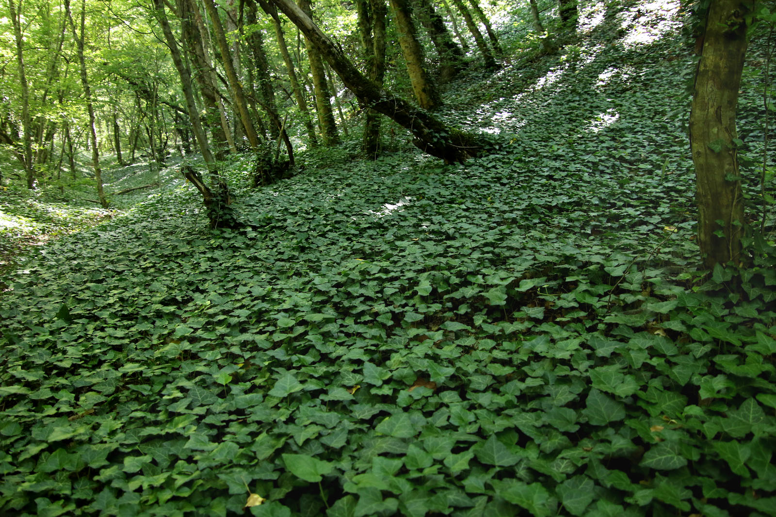 Озеро Сукко и его окрестности, image of landscape/habitat.