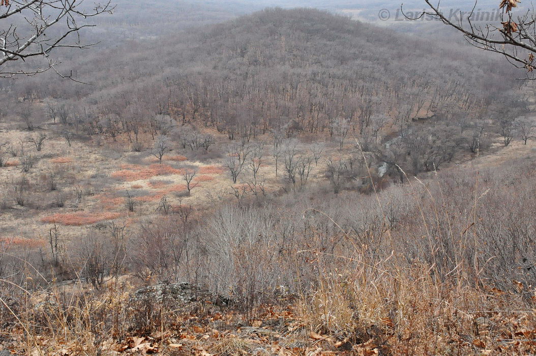 Монакино, image of landscape/habitat.