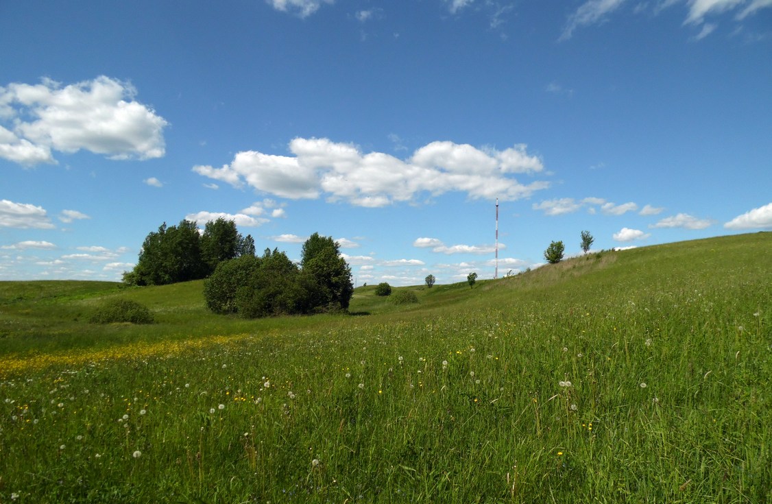 Окрестности Боровичей, image of landscape/habitat.