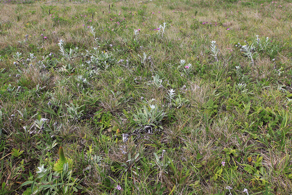 Окрестности бухты Зеркальной, image of landscape/habitat.