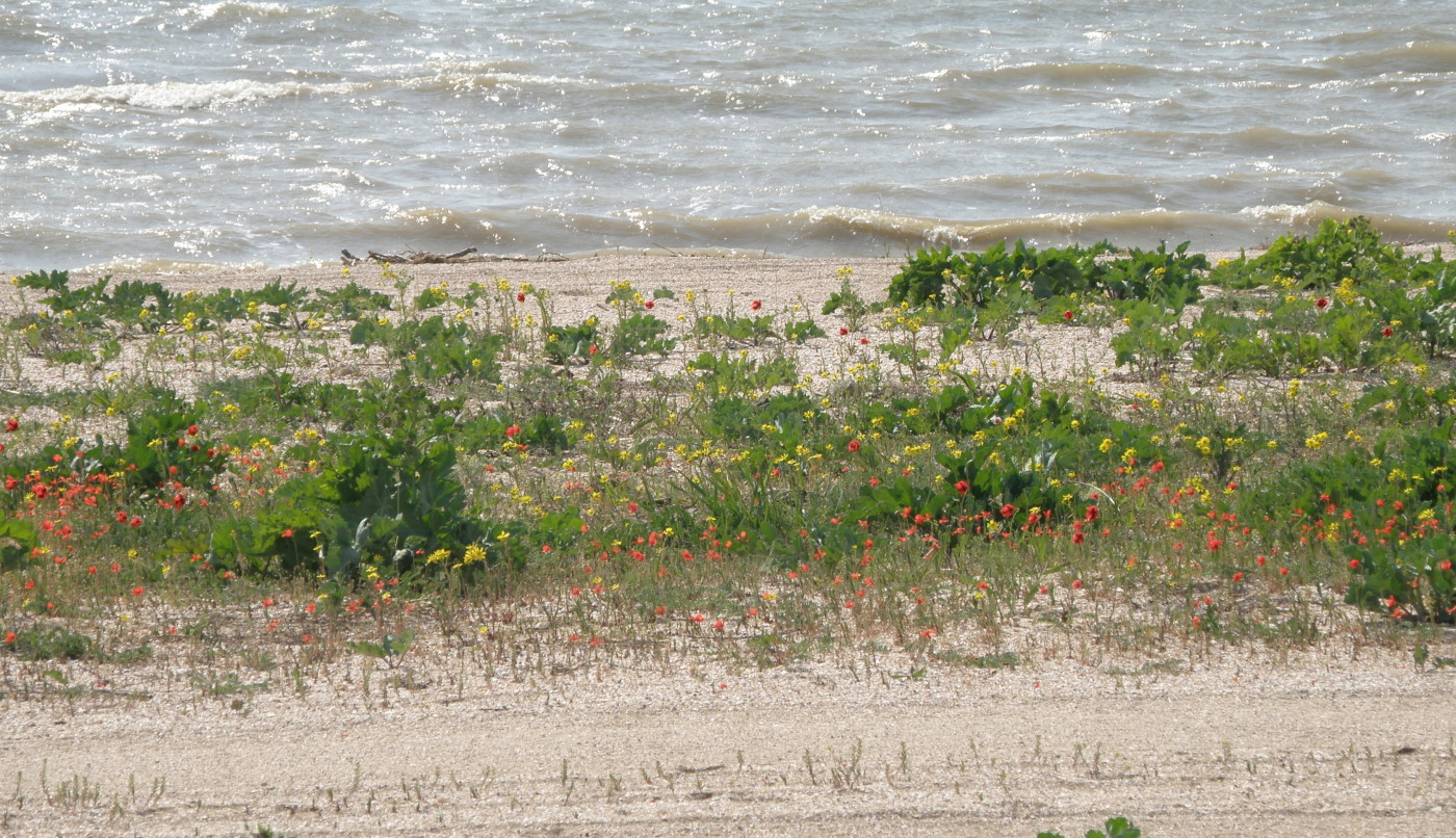 Дамба Ханского озера, image of landscape/habitat.