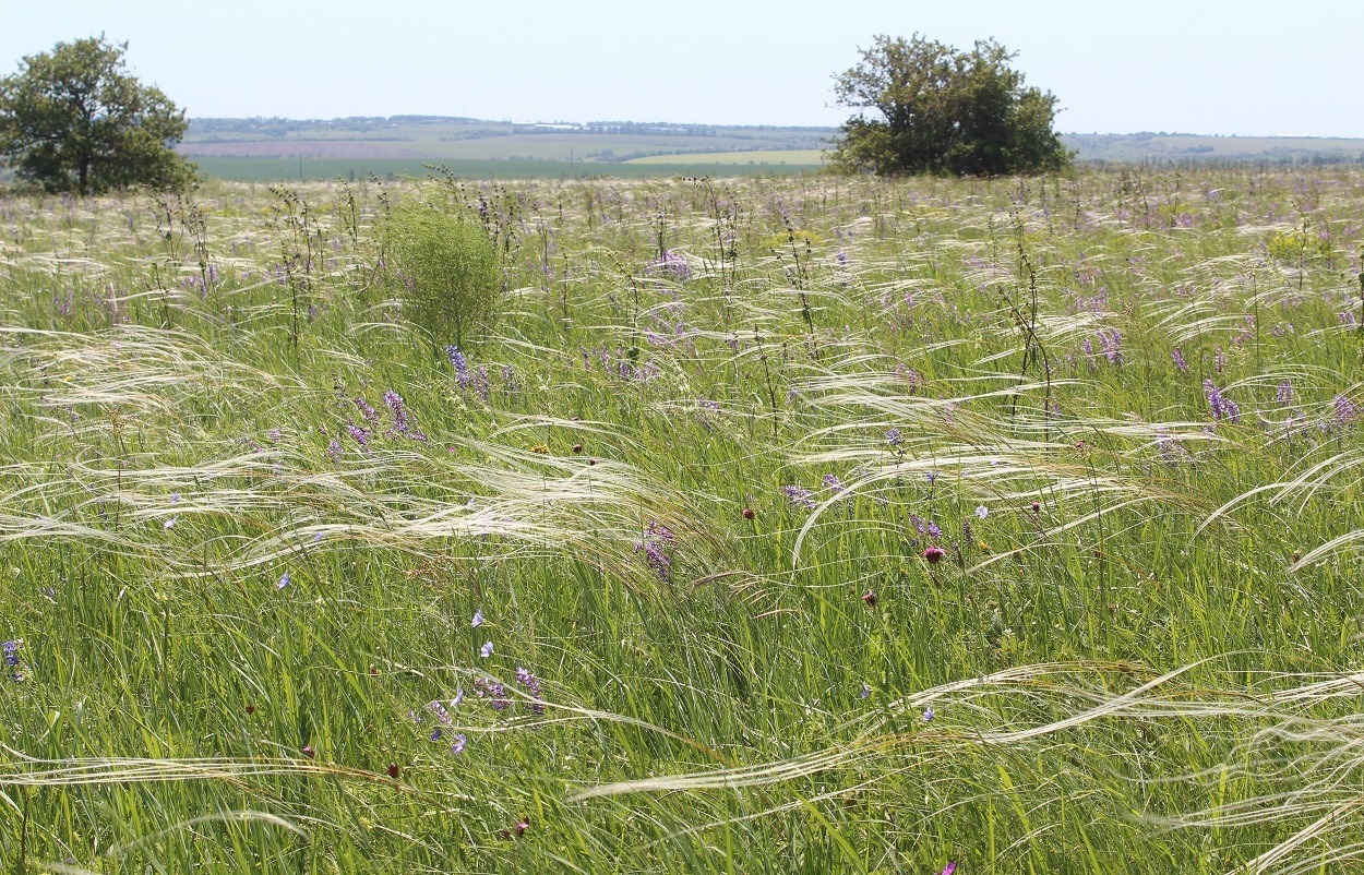 Ямская степь, image of landscape/habitat.