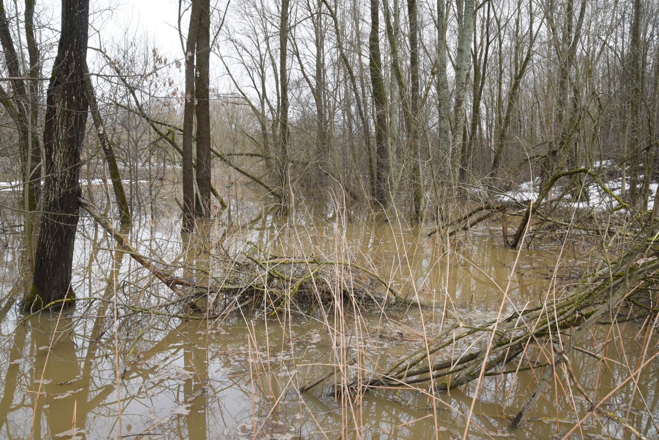 Окрестности деревни Сатино, image of landscape/habitat.