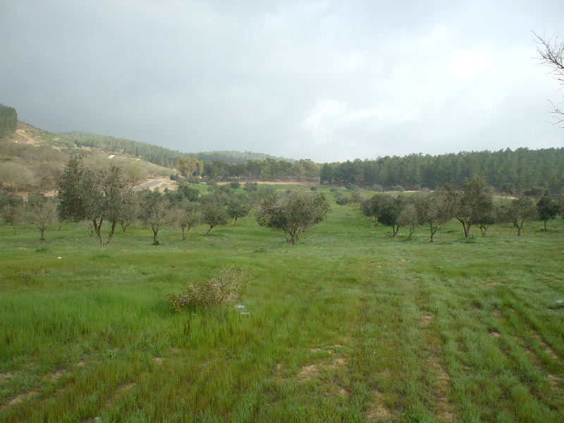 Лес Лаав, image of landscape/habitat.