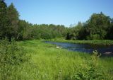 Усть-Шоноша, image of landscape/habitat.