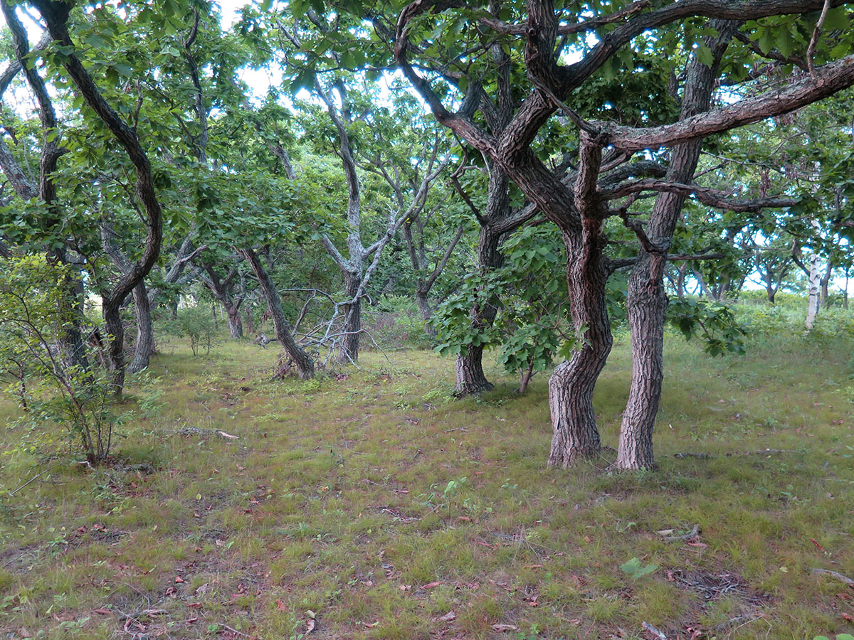 Окрестности бухты Зеркальной, image of landscape/habitat.