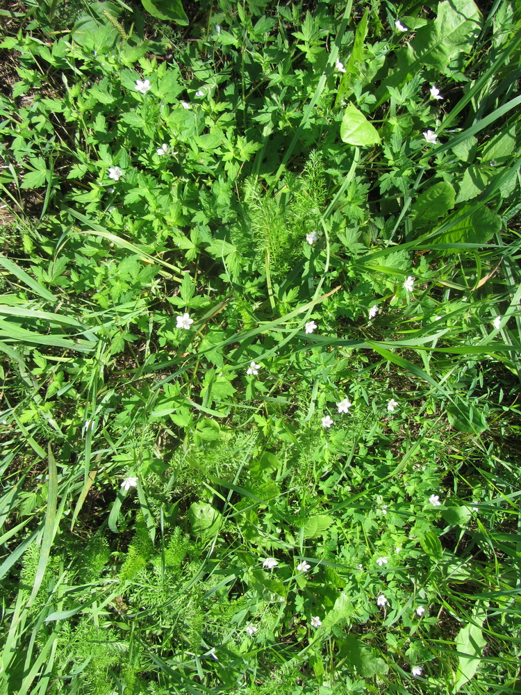 Мачулищи и окрестности, image of landscape/habitat.