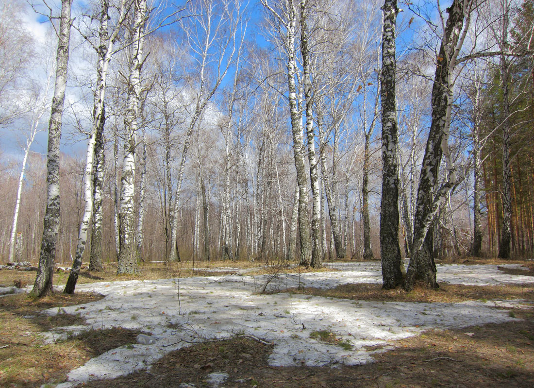 Бавлы, image of landscape/habitat.