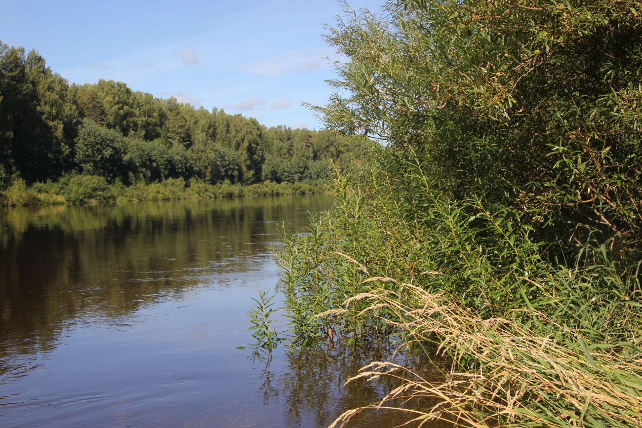 Окрестности устья ручья Луковка, image of landscape/habitat.