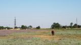 Сага, image of landscape/habitat.