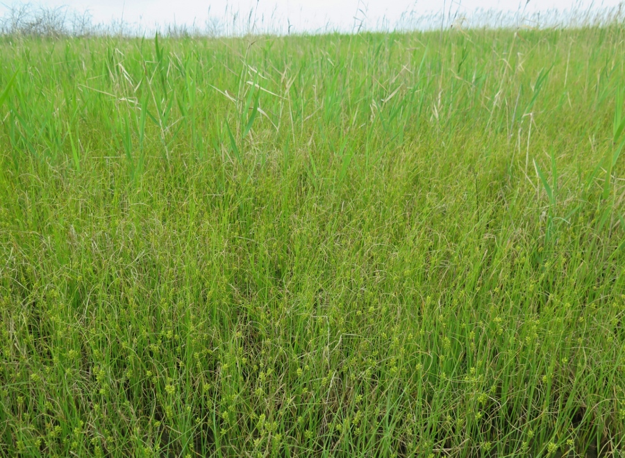 Речица, image of landscape/habitat.