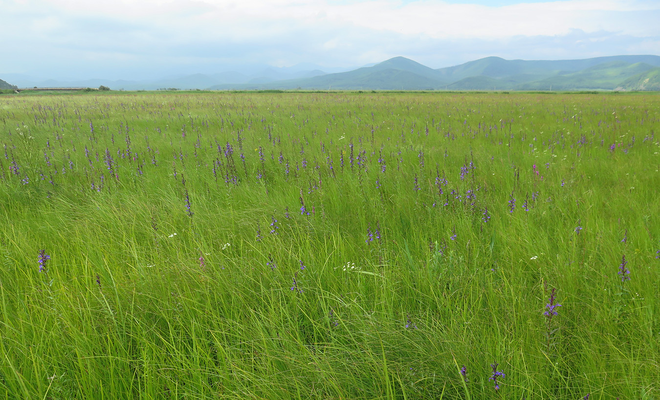 Окрестности бухты Зеркальной, image of landscape/habitat.