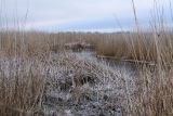 Большая Ижора, image of landscape/habitat.